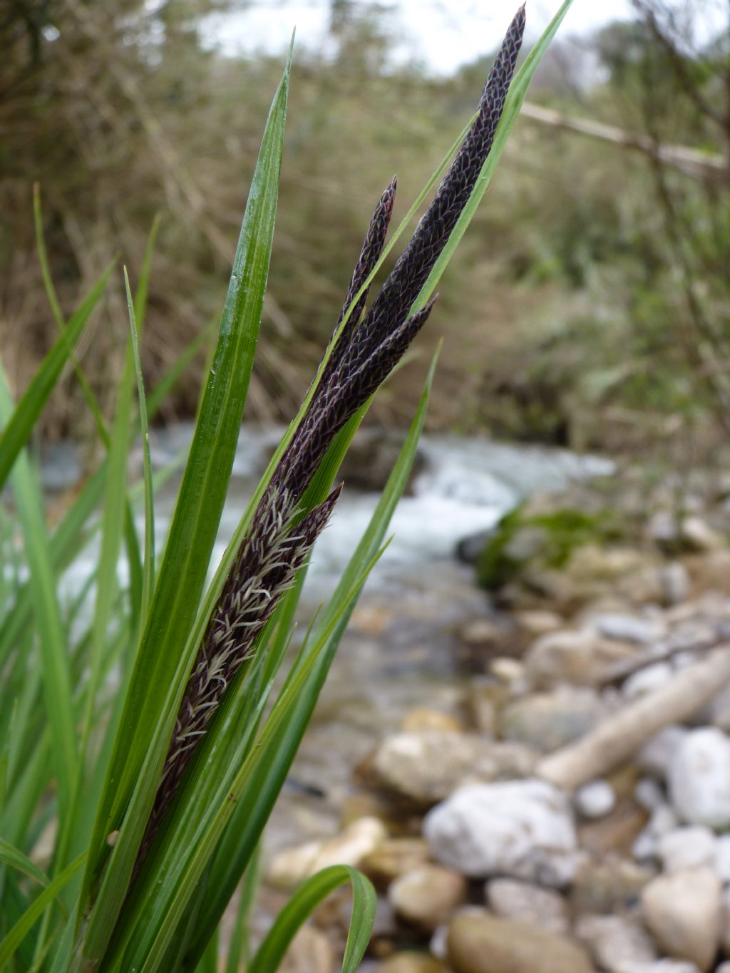 Carex panormitana Guss. / Carice palermitana